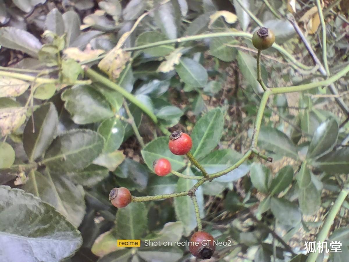 智能门锁 大电池，续航久，出行必备神机：realme 真我GT Neo2助你轻松玩转长假