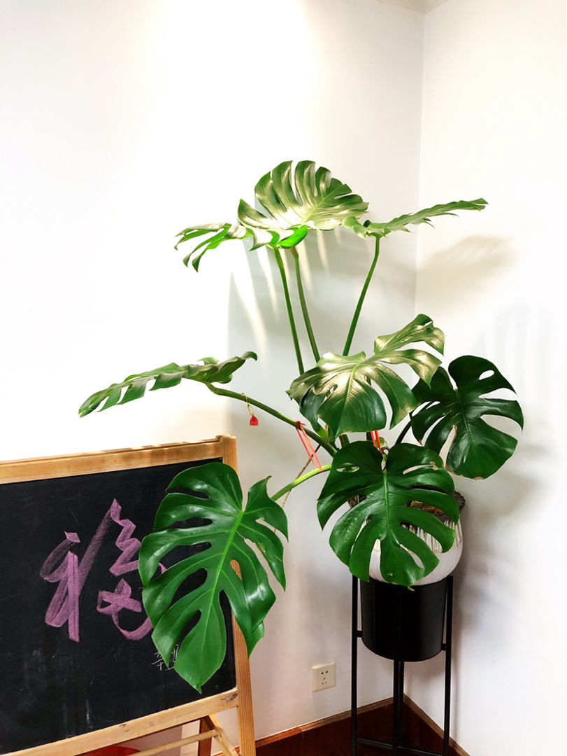 冬季室内干燥怎么办？养盆小型“加湿器”，空气清新又好看