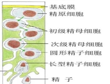 生命的起源,带你走进小蝌蚪的成长之路