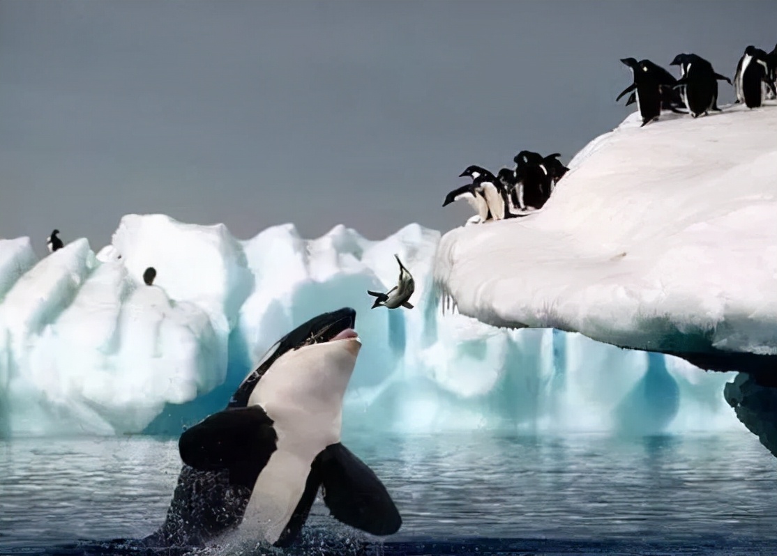 27张“卡到点上”的抓拍照片,每一张都难以复制,堪称经典