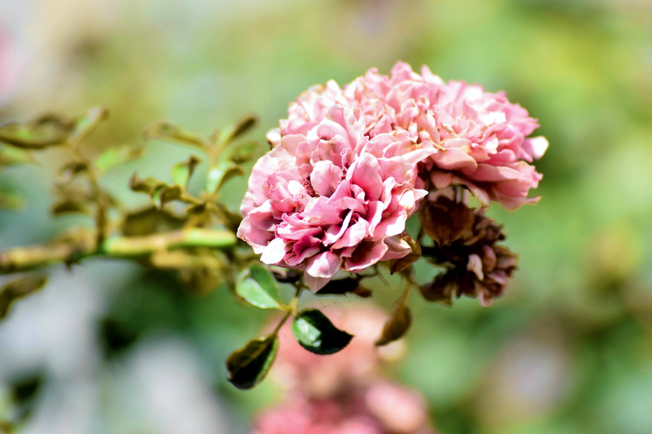 生肖|5月底,否极泰来,财源滚滚进账,3大生肖职场得心应手,名利双收