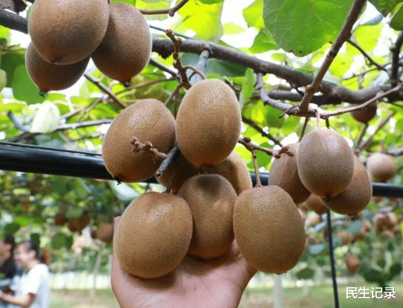 白血病|猕猴桃正在“逃”走