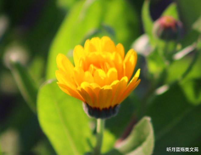昕月蓝殇美文苑|今生无缘相守，却舍不得忘记你