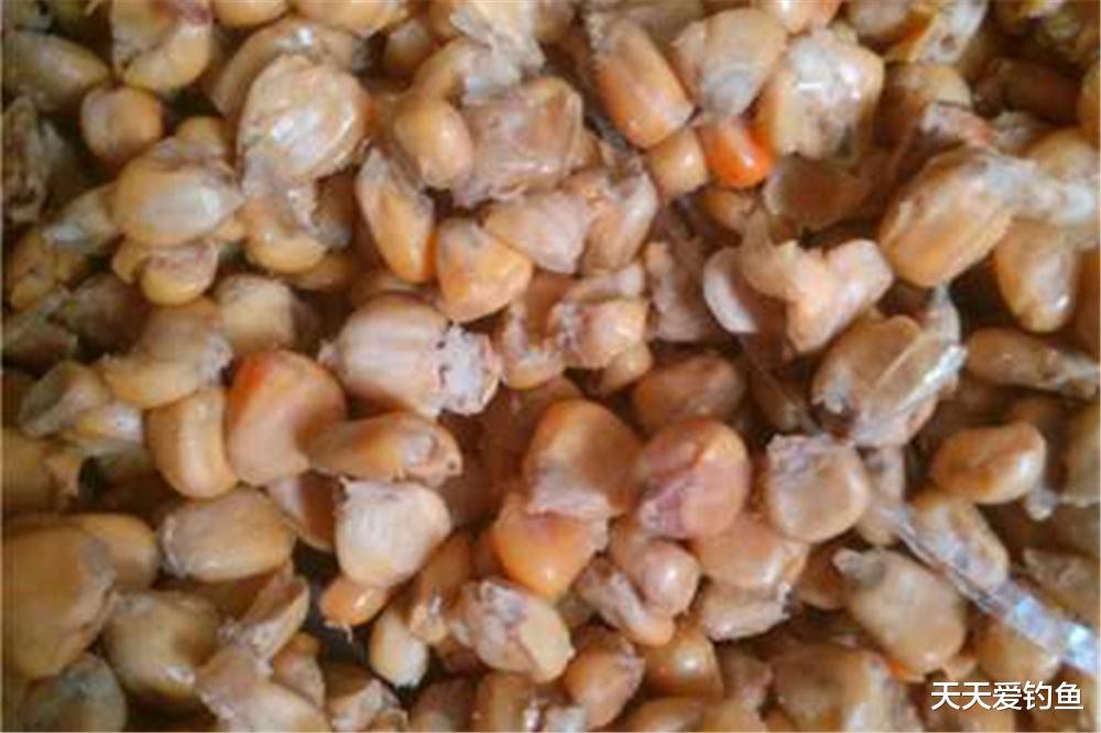 饵料|仲秋时节，秋高气爽鱼儿肥，不冷不热好钓鱼，这是钓大鱼的开始