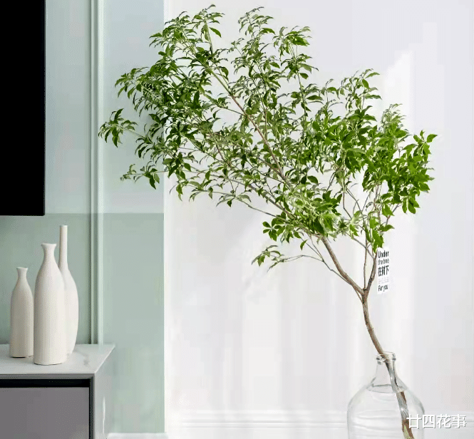 扔掉绿萝发财树吧，这7种植物漂亮显高级，养在客厅，大气有格调
