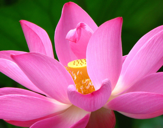 星临天下 步入11月上旬，4属相吉星伴身，财源广进，生活充满希望