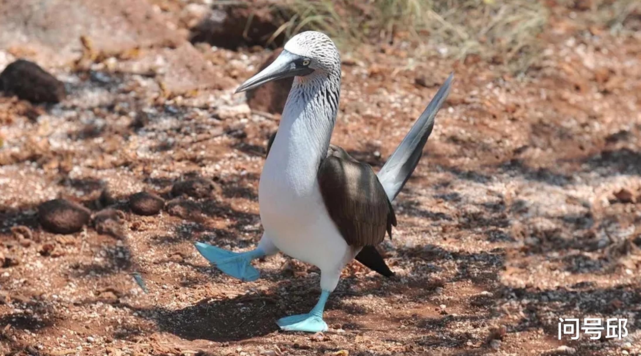 加拉帕戈斯群岛 一种长出跟鸭子蹼趾相似的海鸟，求偶时用醒目的天蓝色脚掌跳舞