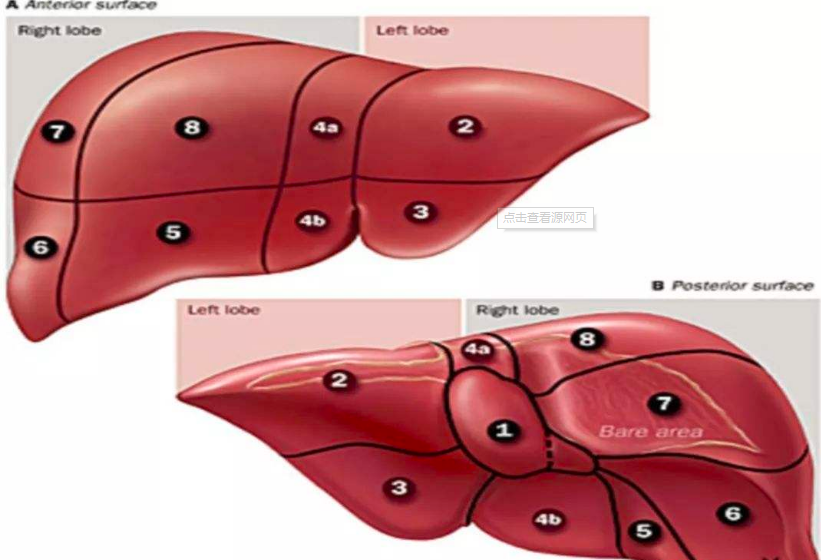 肝脏|怎么保护我们的肝?