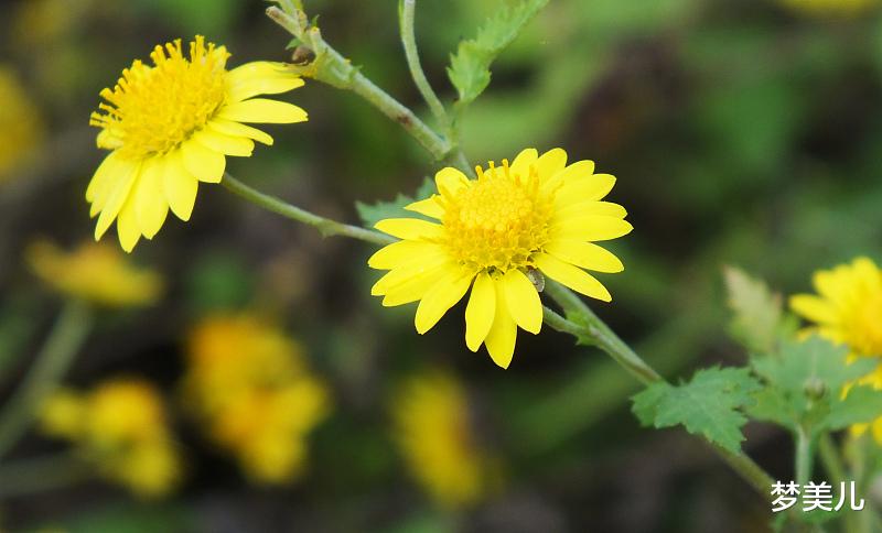 梦美儿|缺点钱没什么,但别缺德