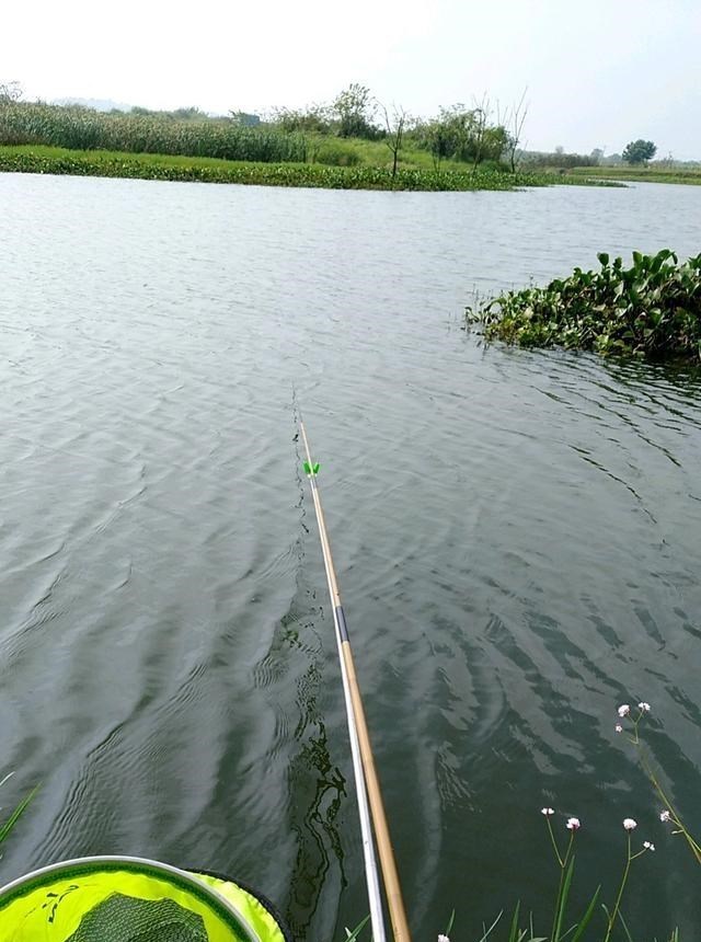水库|浙江钓友野河钓鱼，遭遇黄尾鱼群，这种鱼难钓且不好吃？