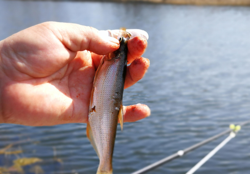 饵料|钓鱼人的痛楚：白条太嚣张；坦然面对，用好这几招，钓白条也快乐