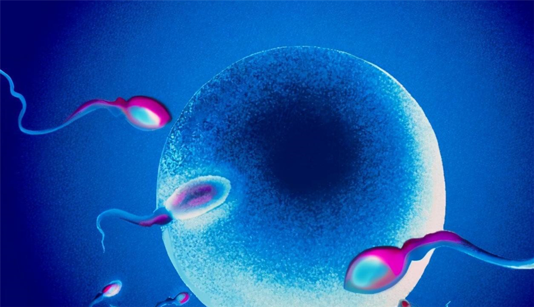 科学家发现:人类卵子对某些人的精子更偏爱,甚至为其“开后门”
