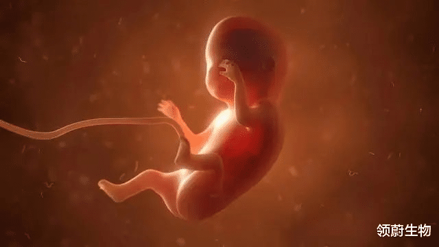 NASA 脐带、胎盘来源的干细胞为什么不用配型？