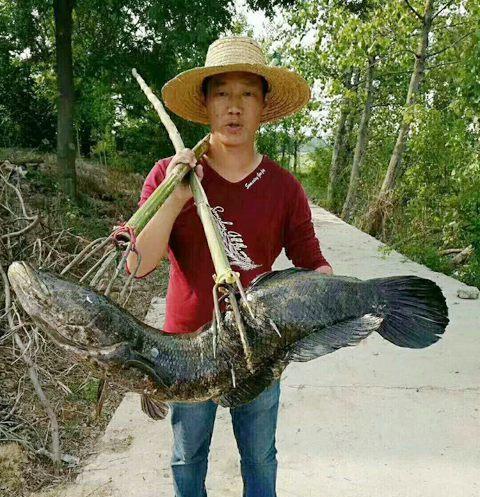 大寒|南京钓鱼人，山塘水面下发现“乌黑阴影”，黑鱼还是餐条鱼？