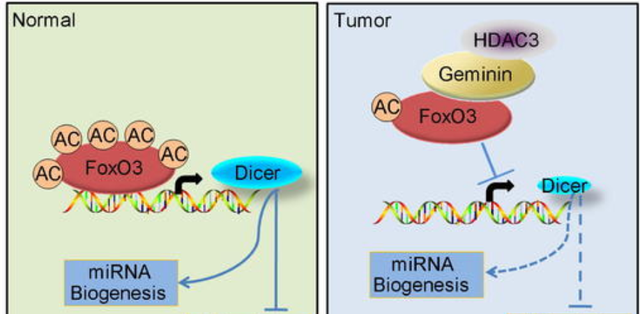 基因 基因决定人类死亡时间？科学家表示：人的寿命30%与基因有关！