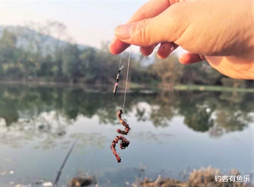 |用蚯蚓钓鱼，究竟怎样挂钩才好？这3点不注意，万能饵变无能饵