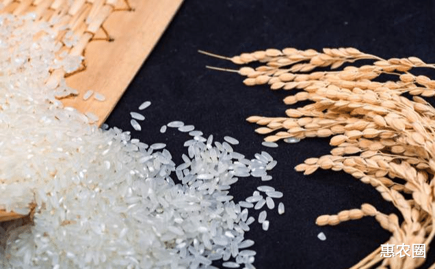 印度長粒水稻很受歡迎，出口賺不少錢，為何我國農民不種植？-圖5
