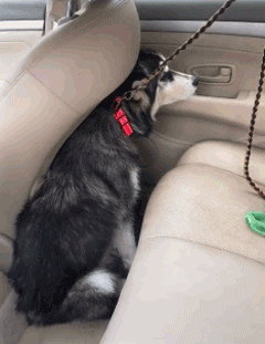 |网友分享“奇葩”相亲男，这条件比简历还要详细，哈哈哈哈