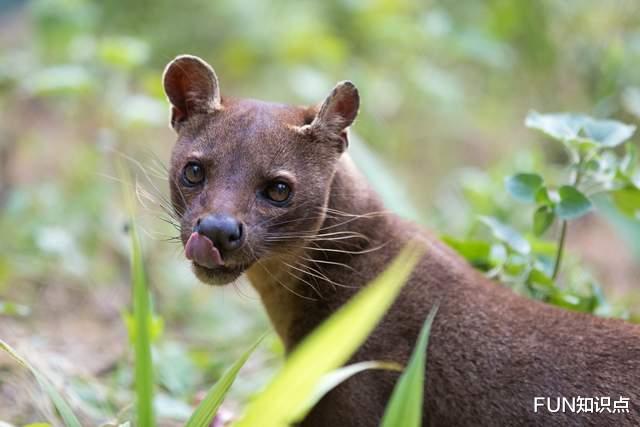 狐猴 马达加斯加的“杀戮王者”，专门捕食狐猴的马岛獴是什么来头？
