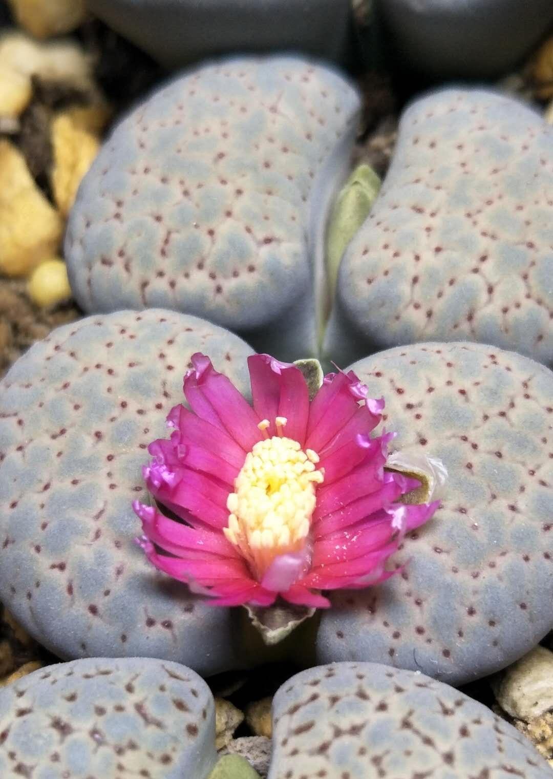 向阳园艺|现在,还有人!花几十块买1棵生石花?你的脑袋需要升级了!