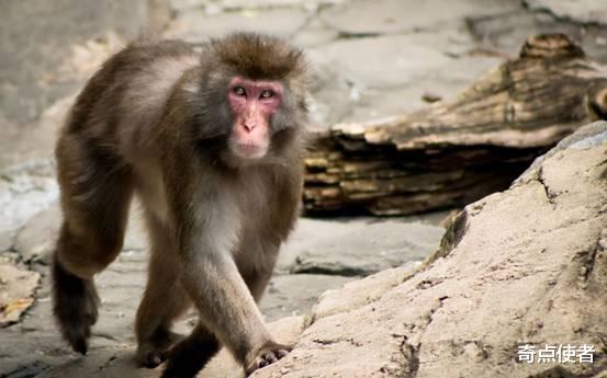 猴子要进化成人了？印度现“猴子杀人案”，扔砖头砸死过路男子