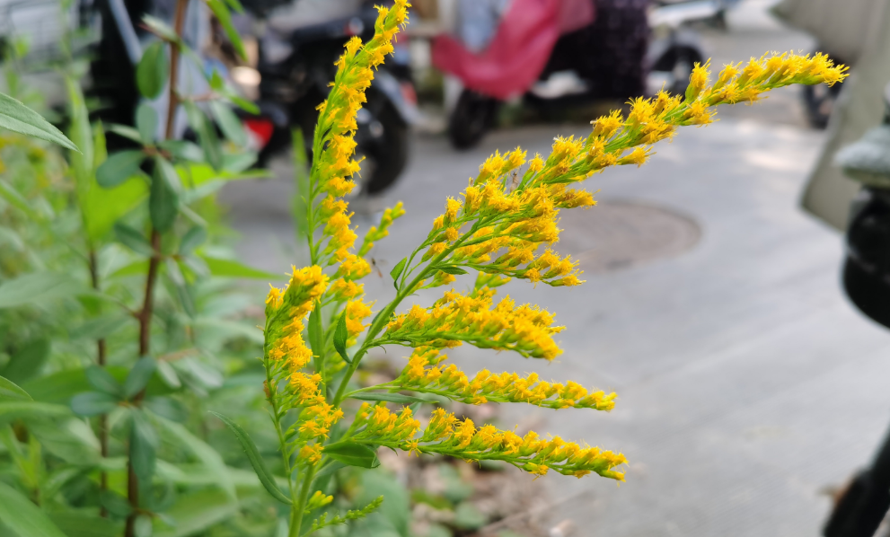 加拿大一枝黄花|因为长势太霸道，被全城围剿上热搜，加拿大一枝黄花到底是什么