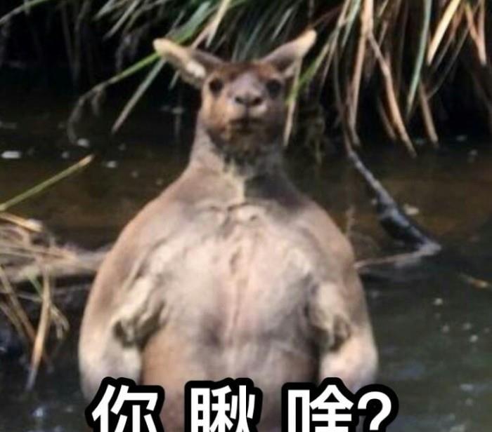 按摩加快肌肉修复有科学依据了,哈佛大学研究成果登Science子刊