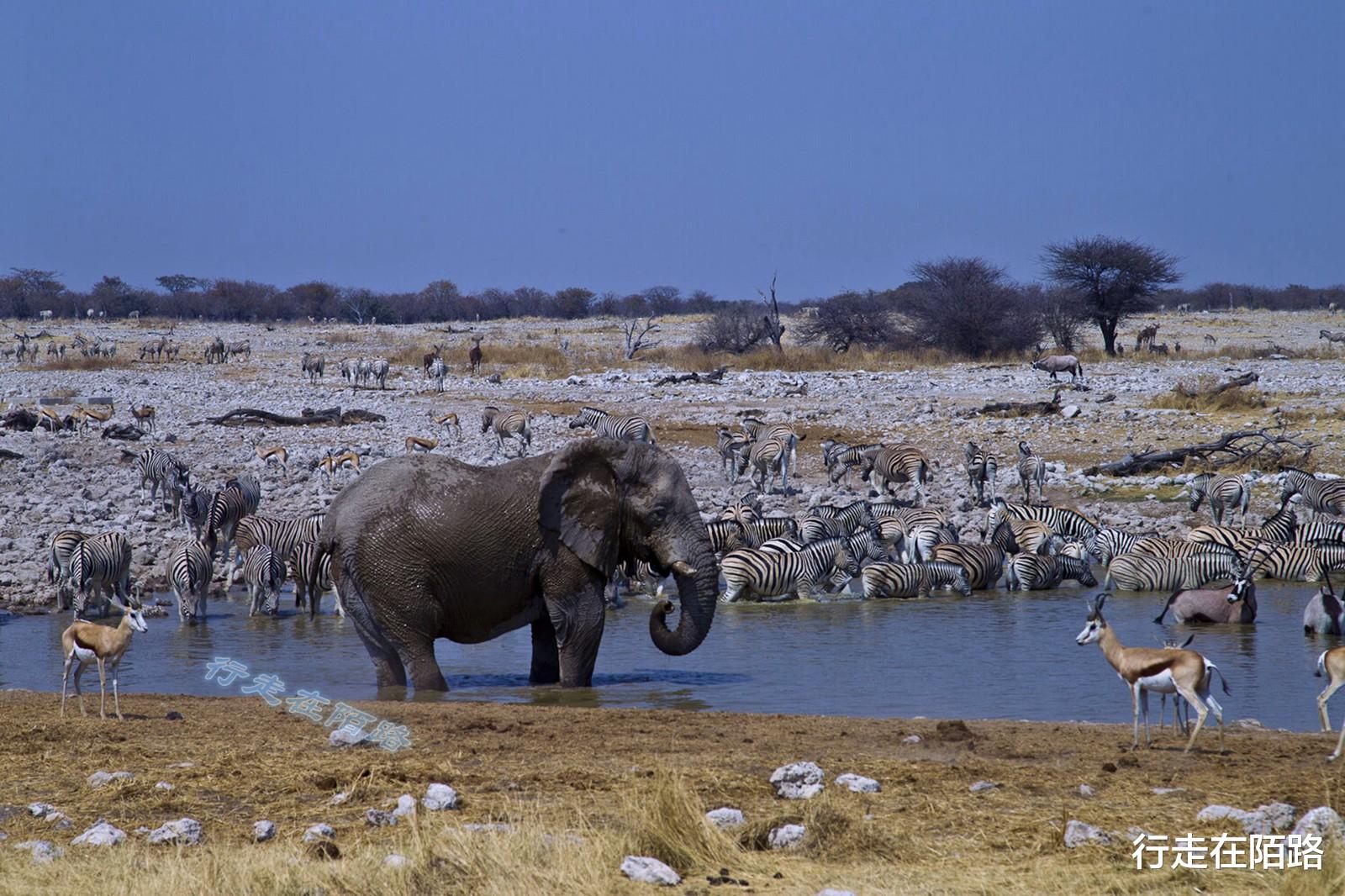 火箭队 “平底锅计划”：中国人远赴非洲治沙，中国游客被特殊照顾