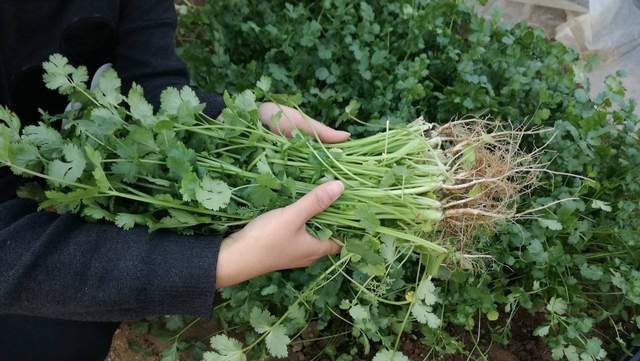 徐丰溪|农村12种不长虫不用打药的家常菜,种下去就有得吃,你家有几种?