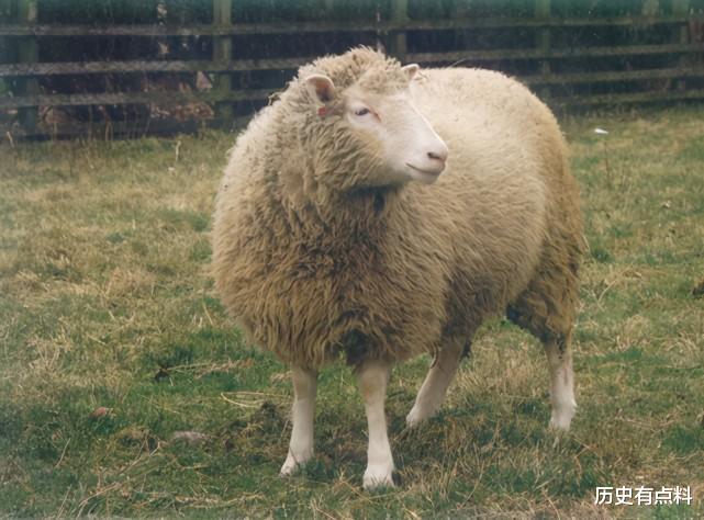 科学家 为什么现在人们很少提“克隆”了?多莉的一生就是答案,太悲惨了