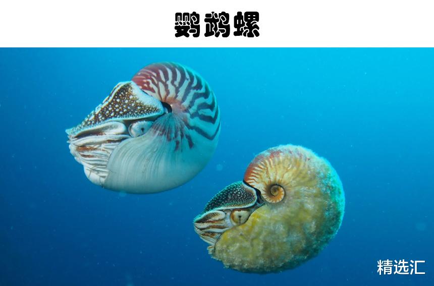 猛犸象 被认为，现在还存活在地球上的5种非常古老的动物