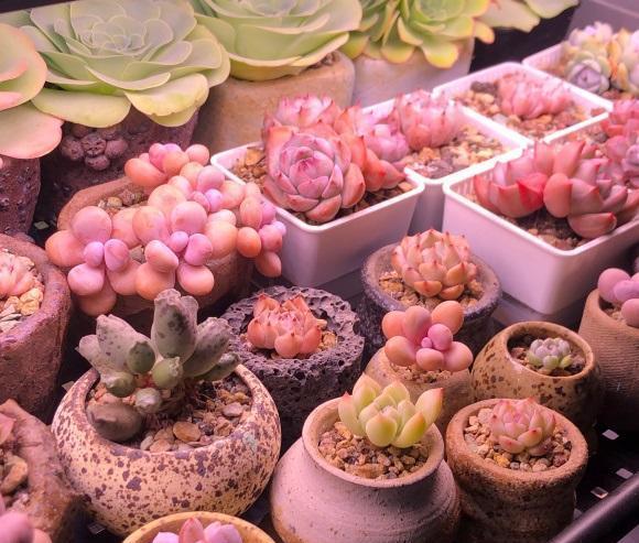 说说家装那点事儿|多肉如何浇水?分2种情况,学会正确浇水,有效避免多肉烂根