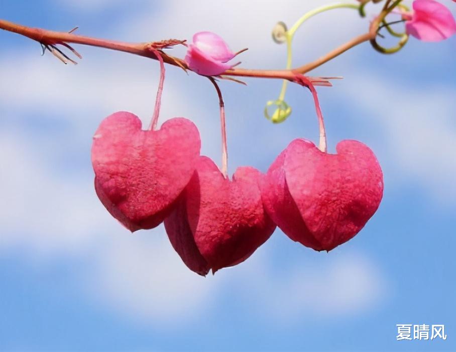 夏晴风|你知道吗？倘若一个男人给了你特殊待遇，必然是把你放在心上了