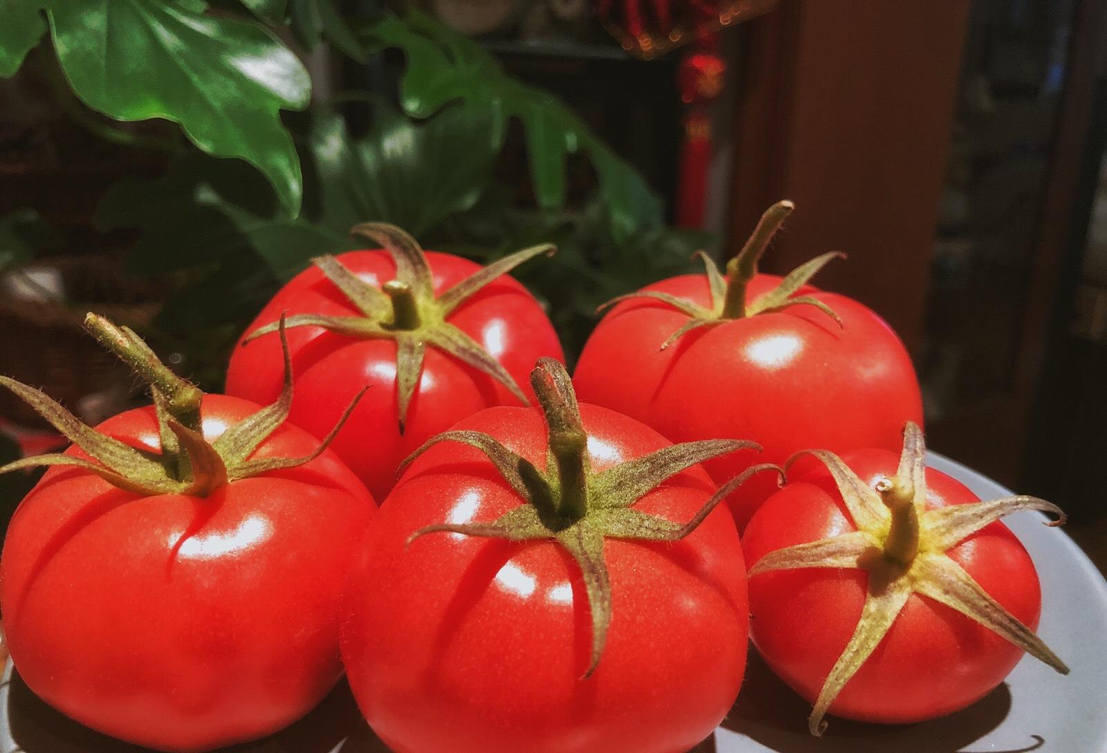 西红柿还分“公母”？老菜农：牢记这4点，沙甜多汁，一挑一个准