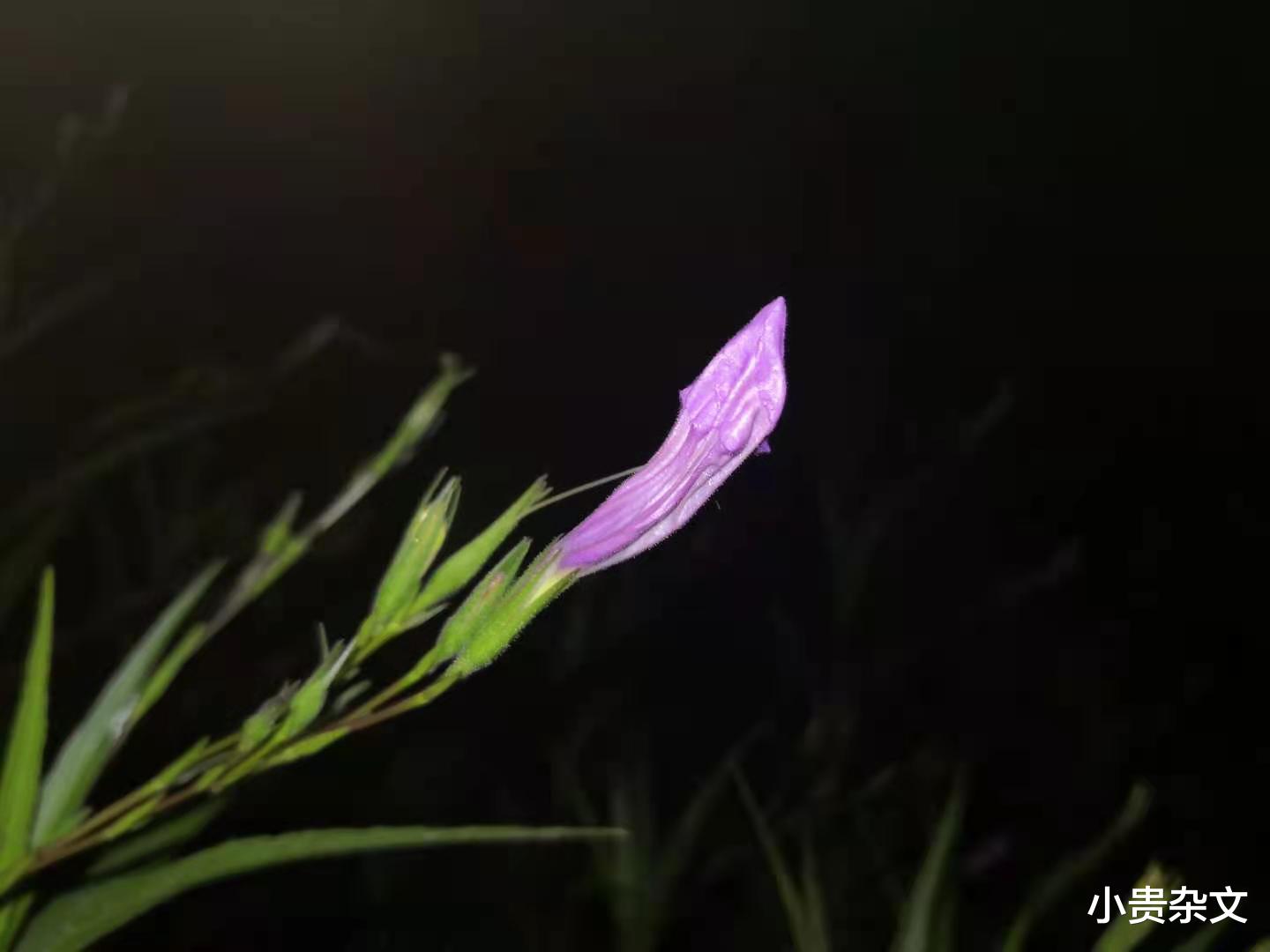 小贵杂文|迷茫时怎么办？