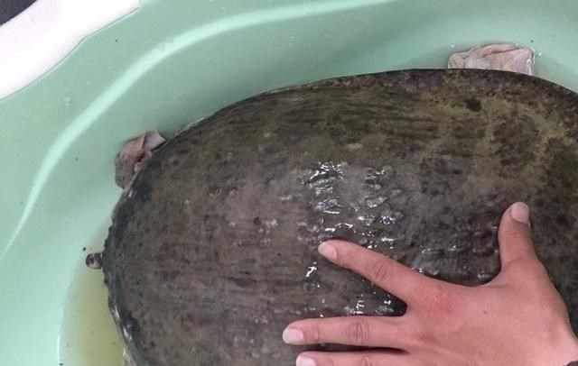 湖北|“罕见”河鳖！有人出价1000元，广东这位钓鱼人赚大了