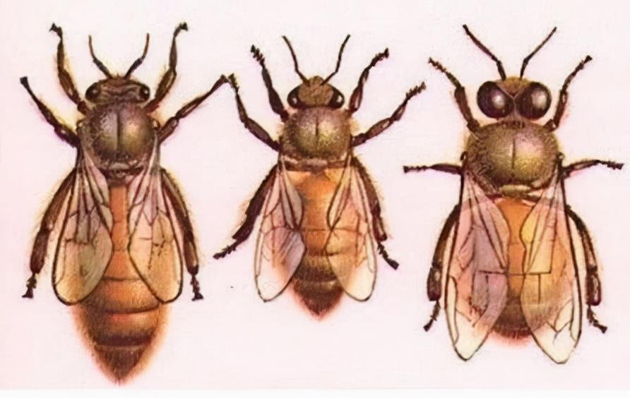 蜜蜂 “以命相搏”实力派蜜蜂，为什么蛰完人后会立马死去？