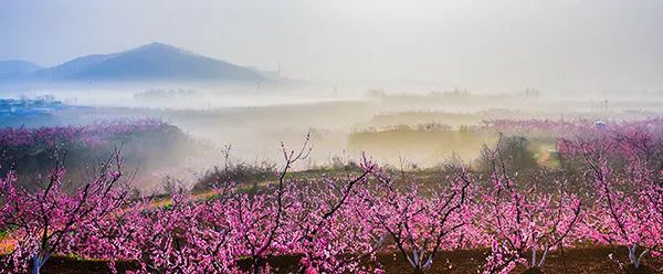 文化关注 市体育事业发展中心：全民健步走，桃花源中游