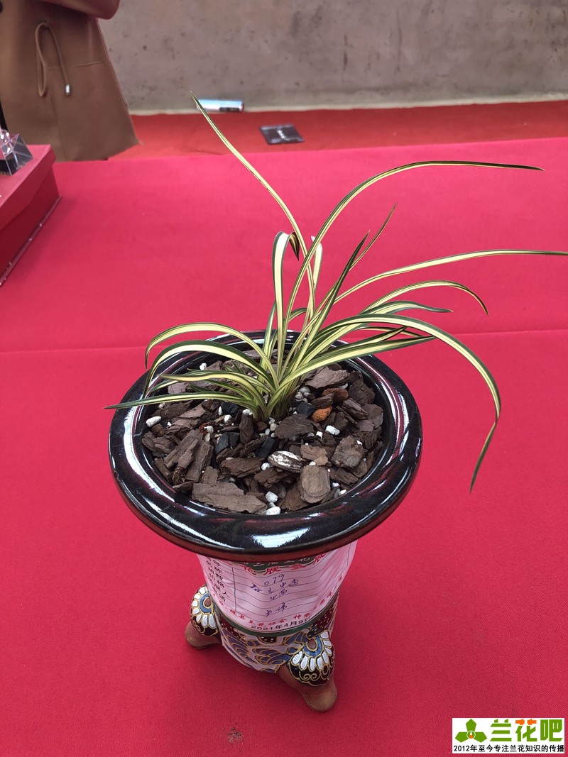 氨基酸|养兰千人千法，因人而异，最后都殊路同归