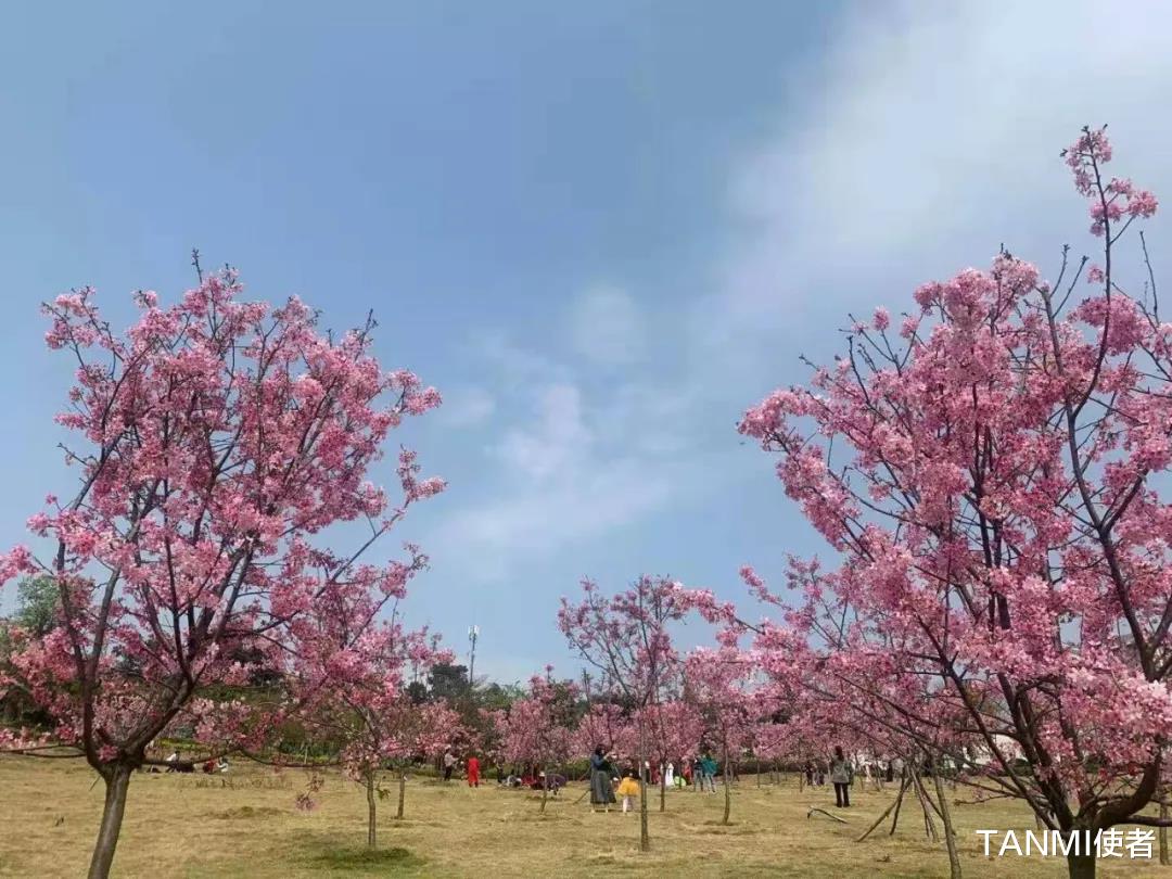 TANMI使者 你们等了一年，广西这里的樱桃花不小心怒放了