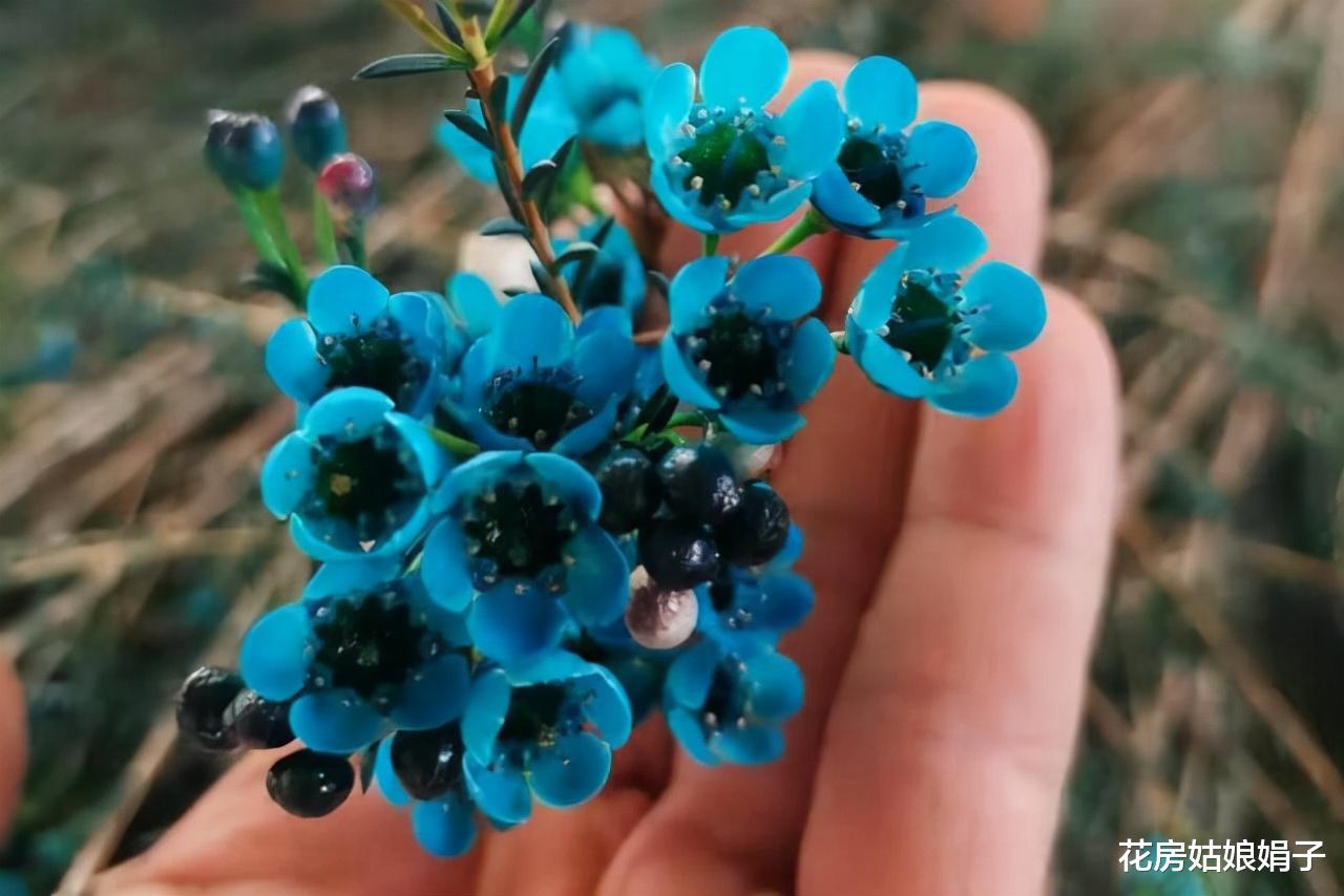 这6种花适合养在室内,装饰家居能起到很好的效果,新手也能养活