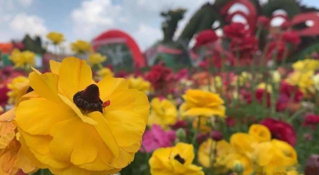 辽沈晚报 小长假第三天，沈阳北陵公园繁花似锦吸引大量游客