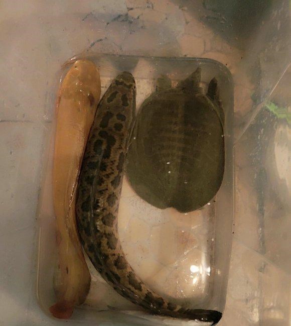 邕江|邕江边出现大量黑鱼,附近钓鱼人下水捞,一会就捞了十几条