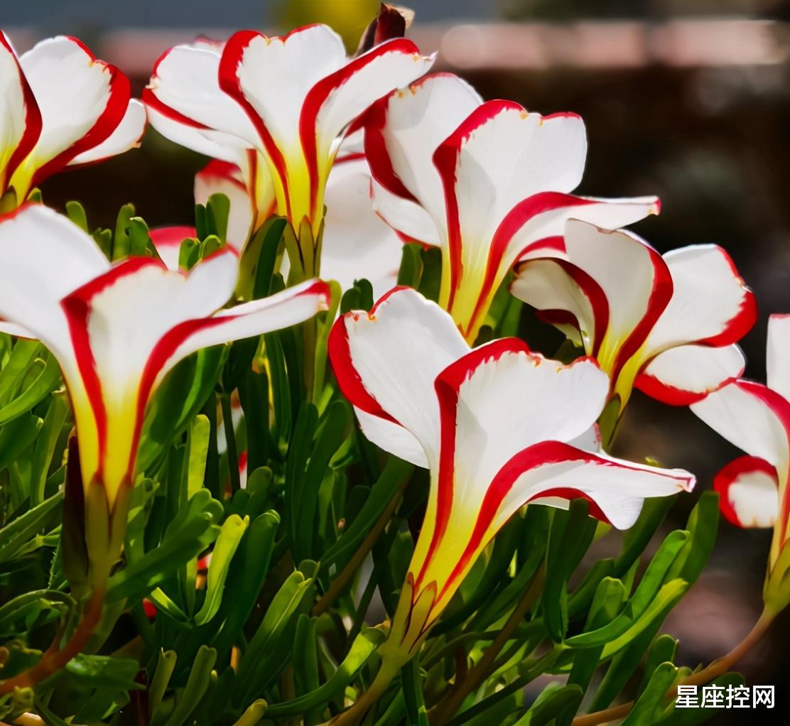 事业运|出生在啥时辰的人,今年事业运旺,不求人也有进步空间,福大运旺