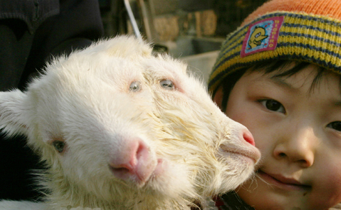 小宇瑞|可爱的四只耳朵小猫