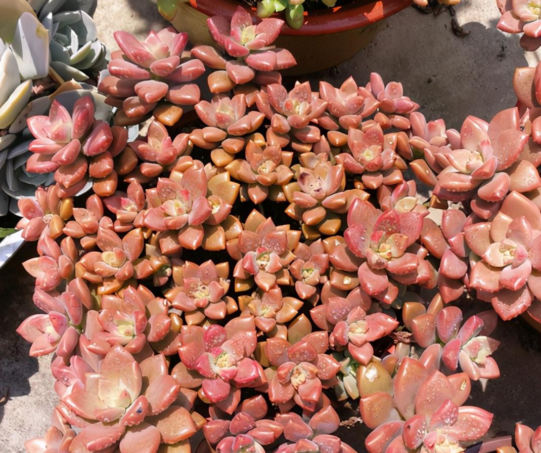 植萌|之所以喜欢姬胧月，是因为姬胧月容易养，且易爆盆