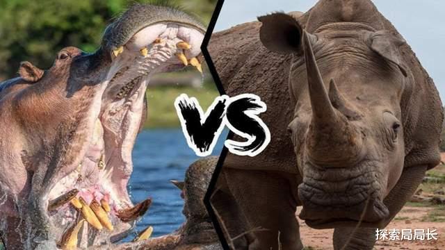 犀牛 河马vs犀牛，谁才是真正的陆地之王？大象见了都得退避三舍
