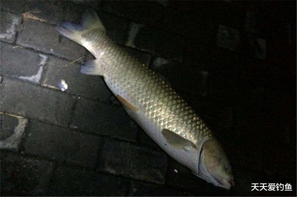 三伏天|三伏天夜钓，出钓天气的选择技巧，白天有多难钓，晚上就有多好钓