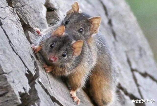 无性繁殖 为什么要有性h?无性繁殖不香吗?生物学悬案之一