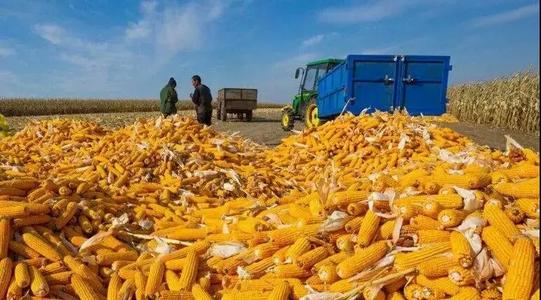 私募 开落？玉米价格很快将让你高攀不起！
